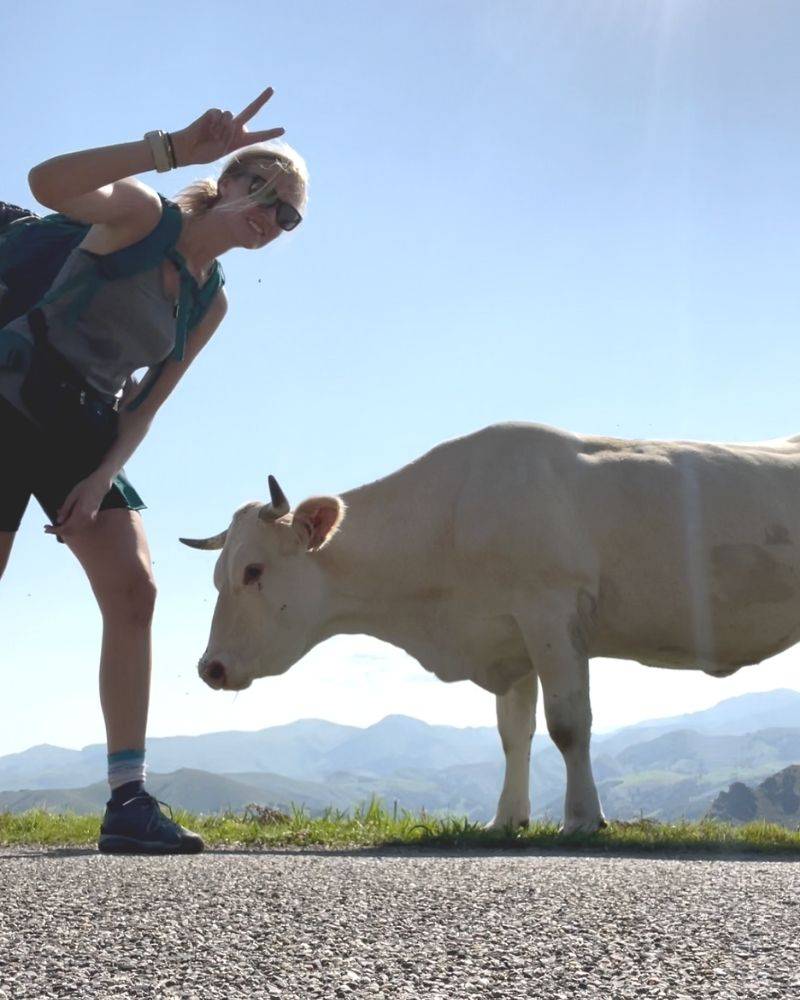camino de santiago cow